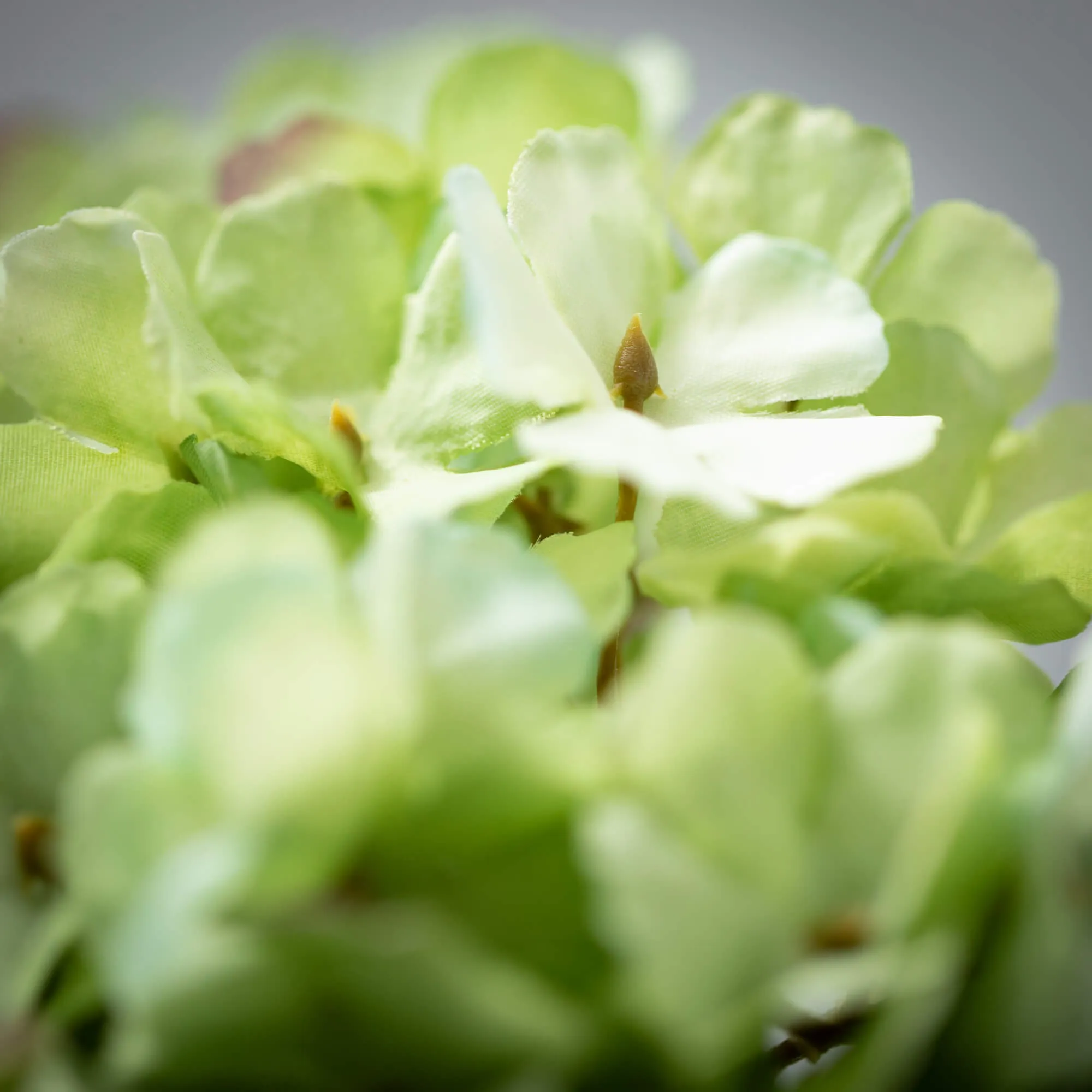 21"H Sullivans Blooming Green Hydrangea, Green