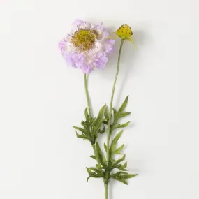 21"H Sullivans Light Purple Scabiosa Spray, Purple