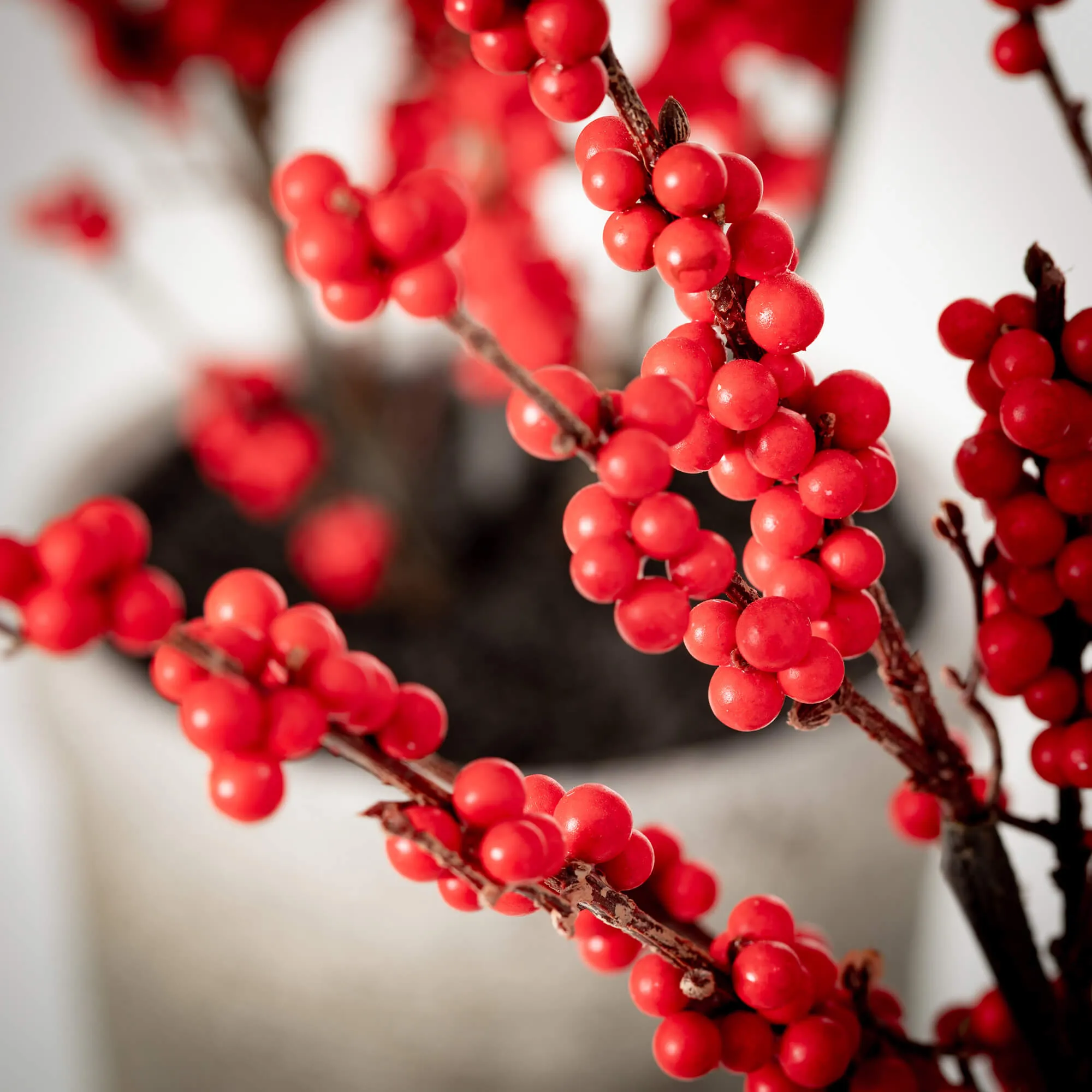 31"H and 38"H Sullivans Potted Red Berry Tree - Set of 2, Red