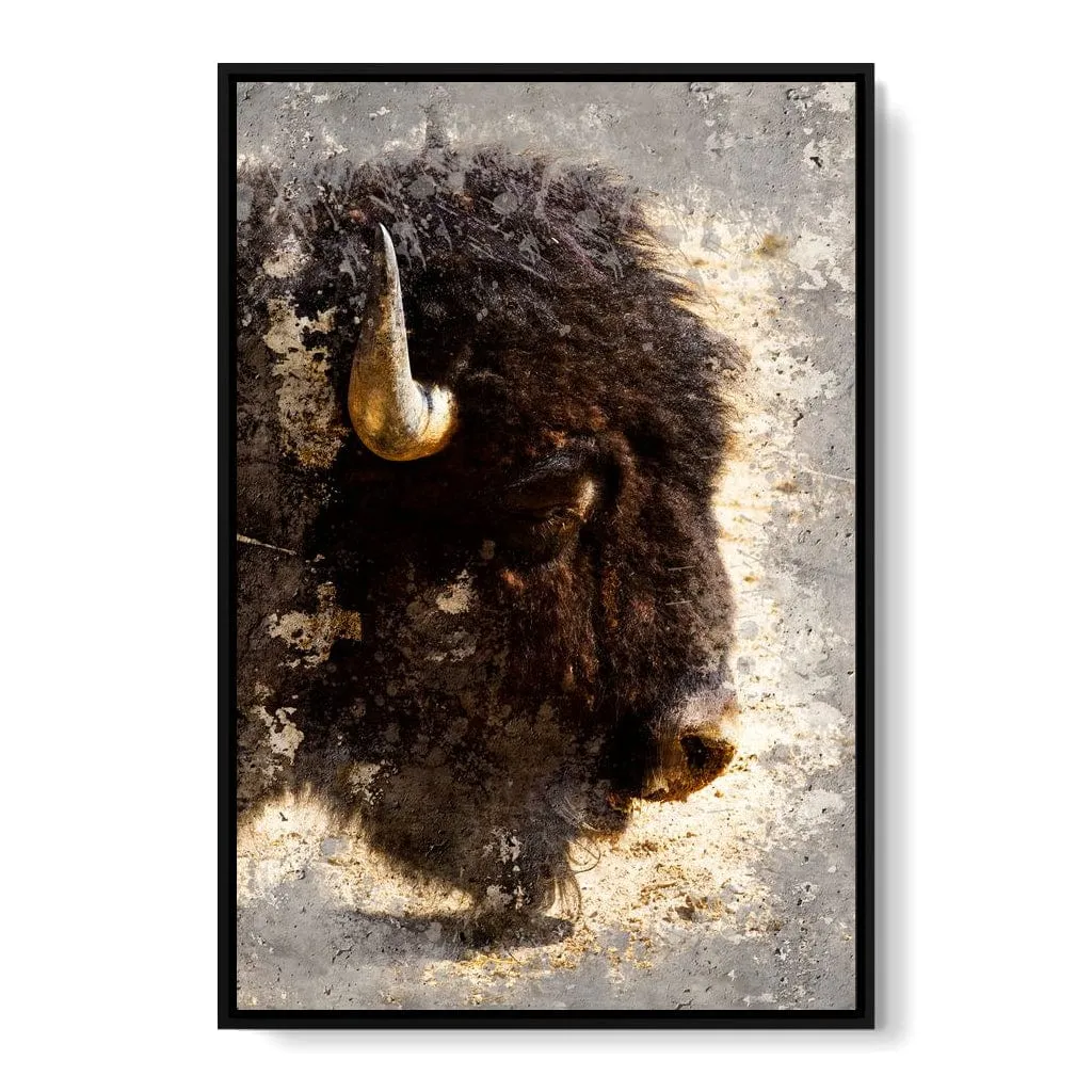 American Bison