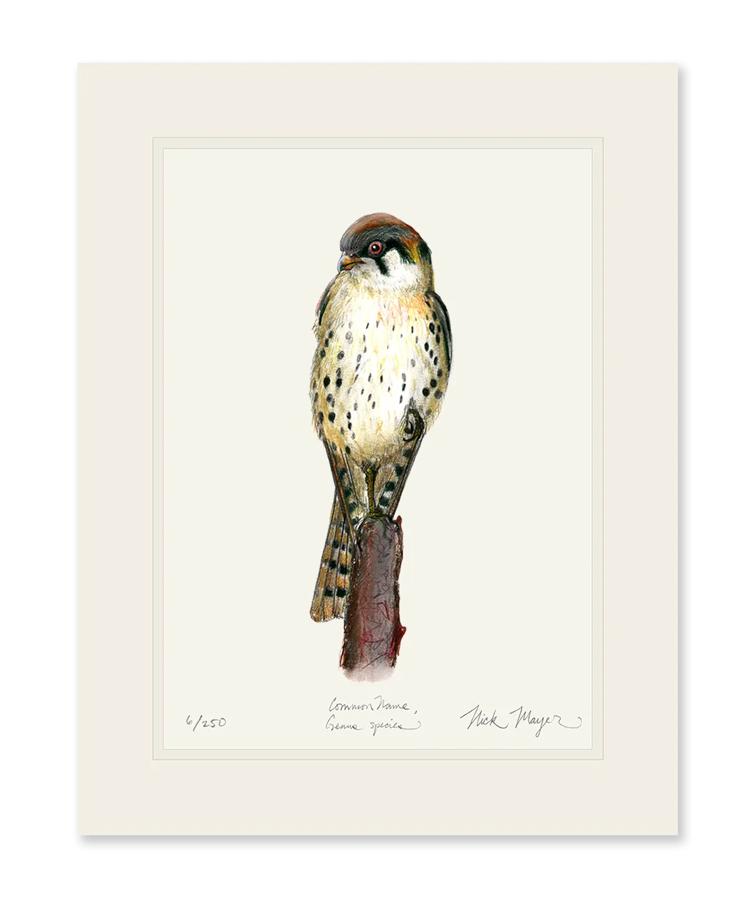 American Kestrel Print