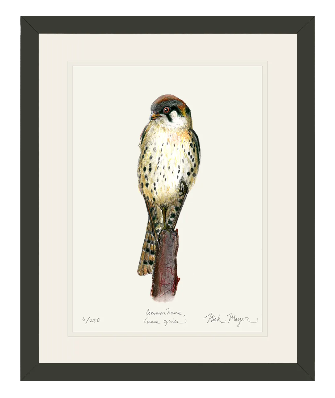 American Kestrel Print