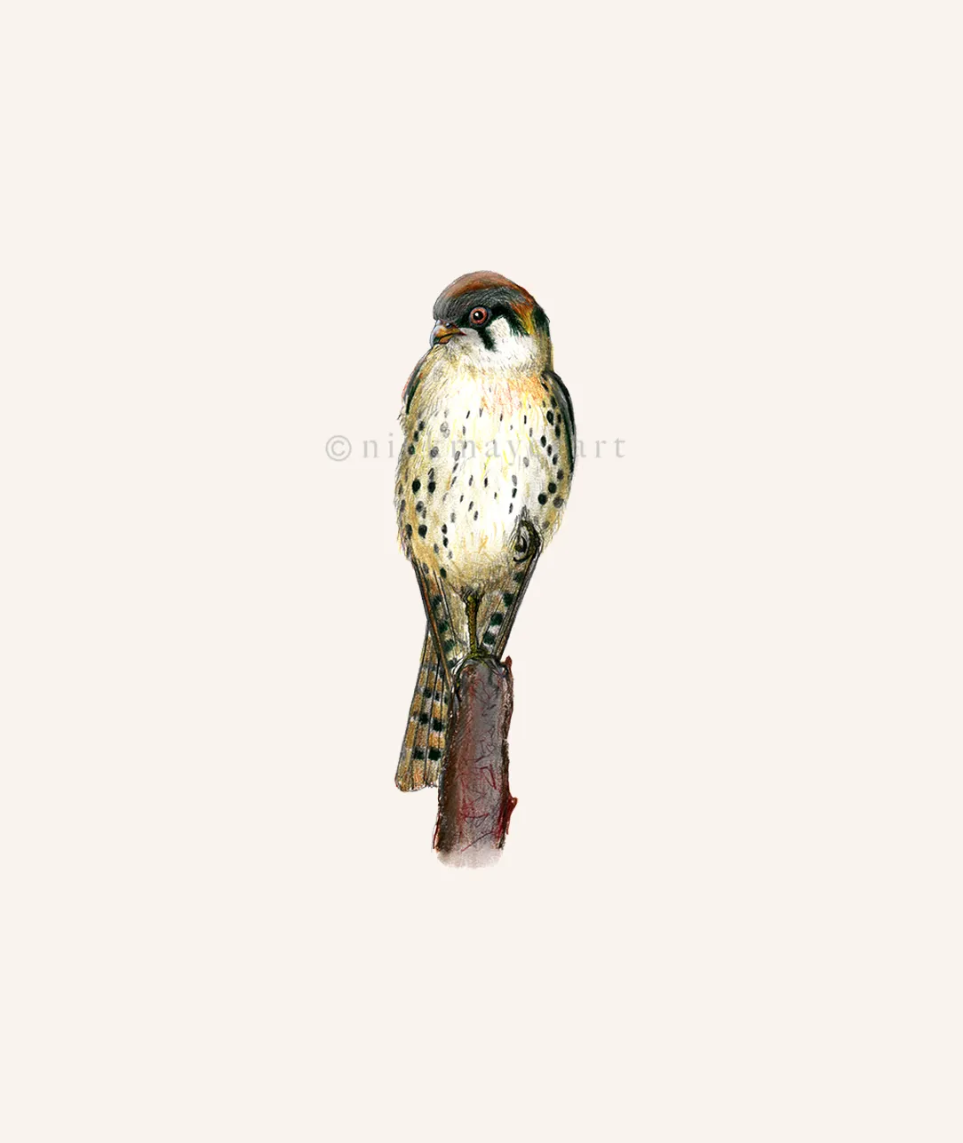 American Kestrel Print