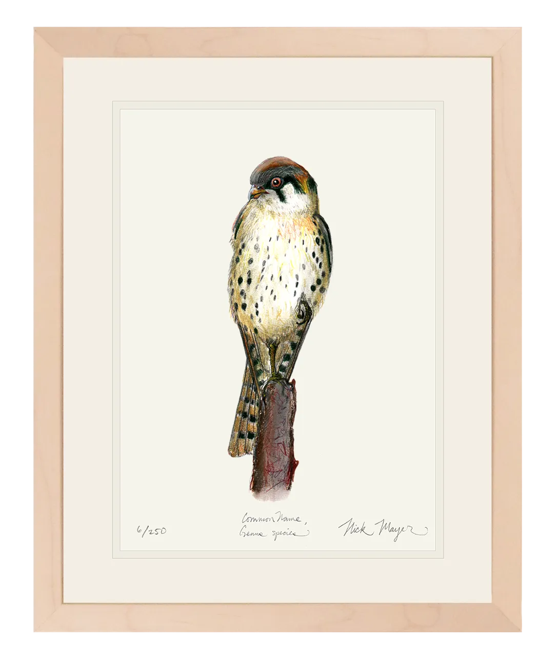 American Kestrel Print