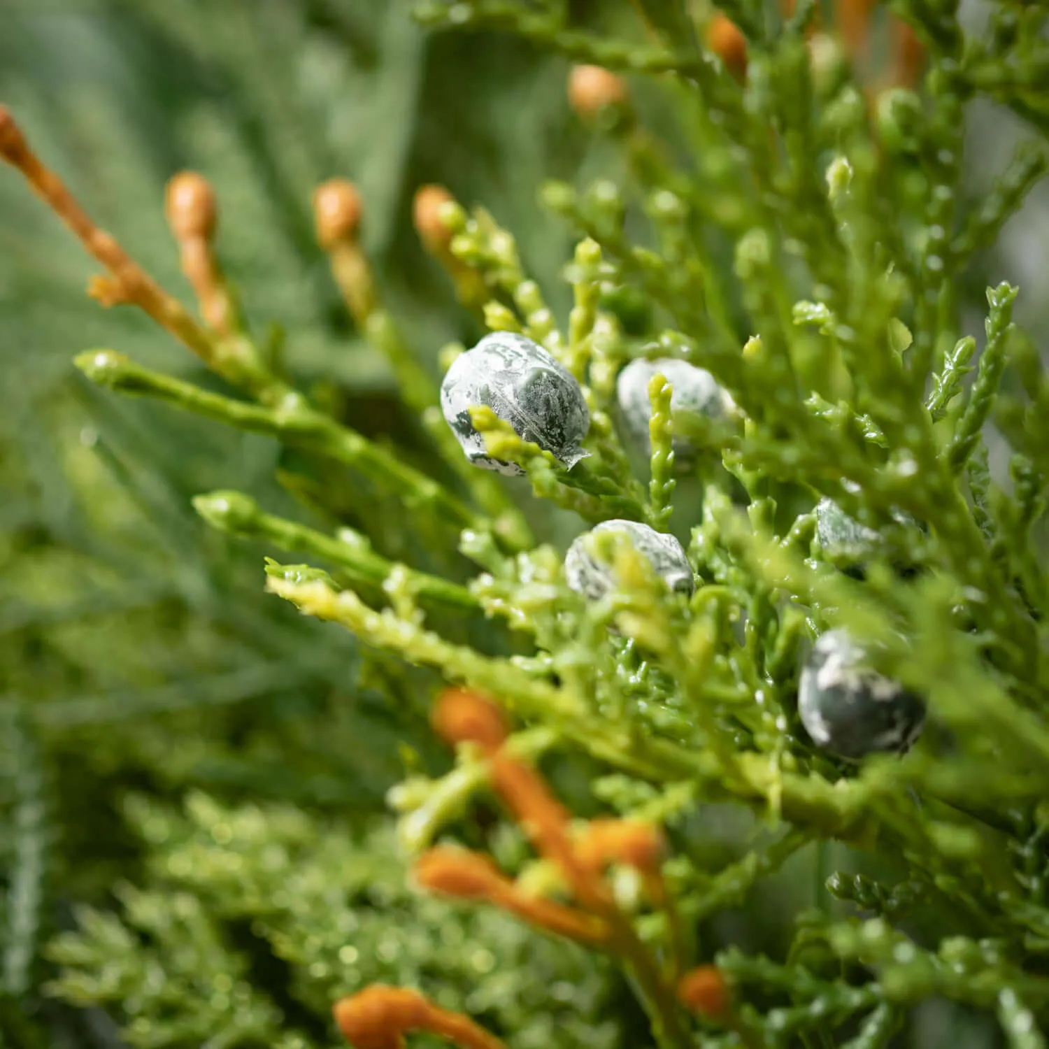 Artificial Mixed Pine & Juniper Wreath Green 24"H