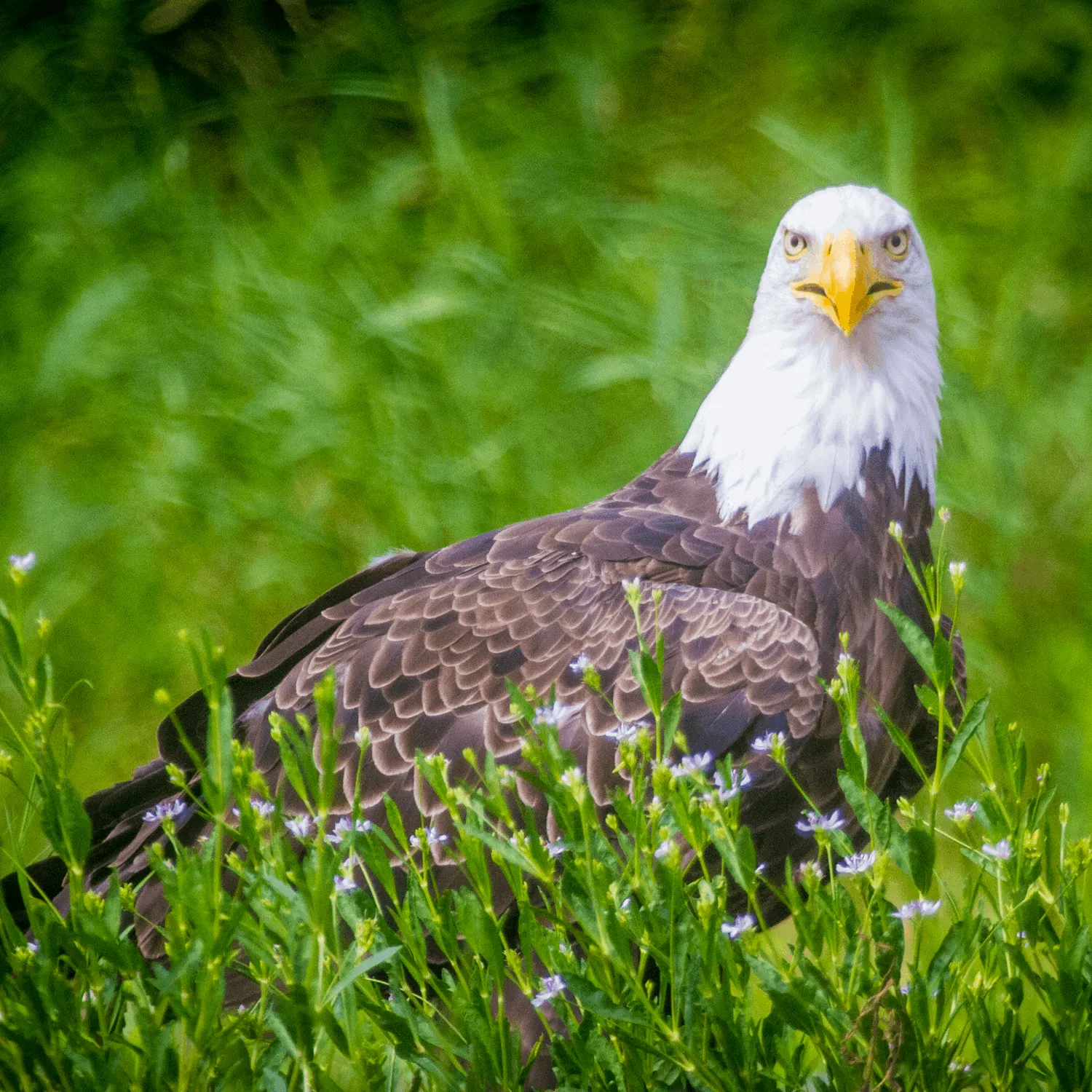 Bald Eagle In Tree Photographic Coaster