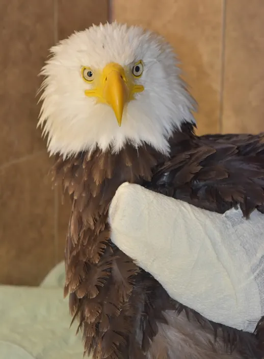 One week of care for an eagle